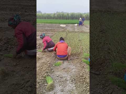 খেতে পিয়াজ লাগানো হচ্ছে #shortvideo #foryou #village #youtubeshorts