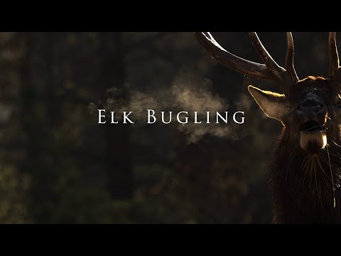 Elk Bugle Sound