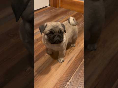 Versão respira-mal-mas-é-fofinho #animais #bichos #curioso #cachorro