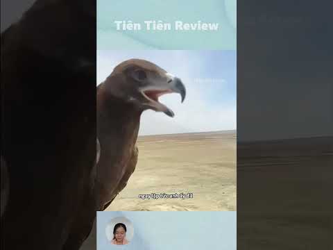 Anh ấy đã huấn luyện con đại bàng của mình để săn những con sói hoang #short #shorts #viralvideo