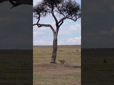 Leopard Climbs up the Tree #shortvideo #safari #migration #safarilive #animal
