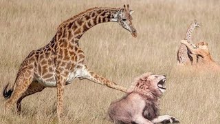 صراع البقاء، الاسد يلتهم، الظرافه لاكن ماحدث مدهش عالم الحيوانات 