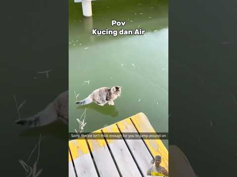Pov kucing dan air #kucing #cat #catlover #funny #mukbang #water #kucinglucu