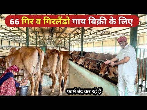 66 गिर व गिरलैंडो गाय :बिक्री के लिए उपलब्ध। दूध वाली भी बछड़ी भी। डेयरी फार्म बंद @FarmingGuruji