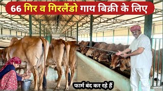 66 गिर व गिरलैंडो गाय :बिक्री के लिए उपलब्ध। दूध वाली भी बछड़ी भी। डेयरी फार्म बंद @FarmingGuruji