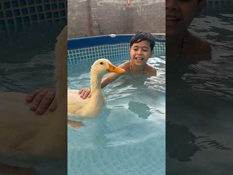 البطه تسبح وي بلونه 🦆😂