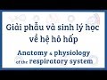 Chức năng và cấu trúc hệ hô hấp