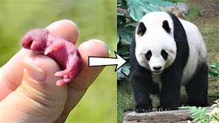 Transformaciones de animales bebes más EXTREMAS y radicales del mundo
