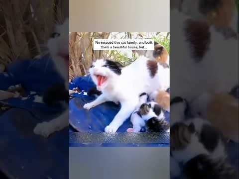 We rescued this cat; and built them a beautiful house... #animalrescue #rescuecat #animalshorts