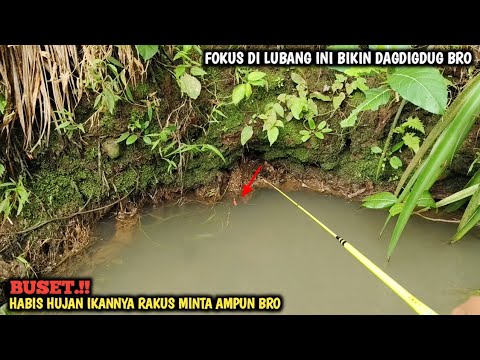 YA AMPUN.!! MANCING SEHABIS HUJAN IKANNYA KAYA GAK MAKAN SATU BULAN || BANYAK KEJUTAN BRO