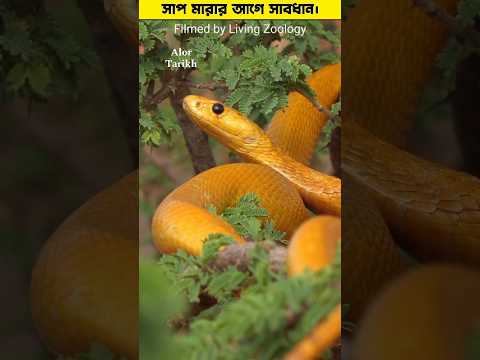 সাপ মারার আগে সাবধান। 🤯 ##shorts #snake