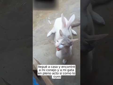 😭💔 #rabbitsoftiktok #cat #animals #veterinary #hospital #pet #family