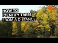 Tree Identification Techniques and Concepts