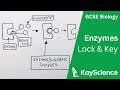 Enzyme-Substrate Interaction Concepts