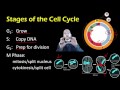 Cell Cycle and Mitosis Concepts