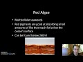 Plant-like Protists and Algae Concepts