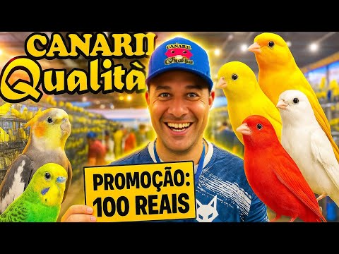 Preço das Aves no Campeonato Brasileiro FOB 2025 - Parte 2
