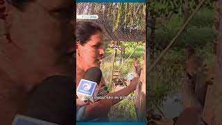 Agricultura familiar resiste às cheias e vazantes do rio Solimões
