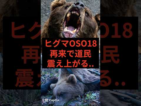 ヒグマOSO18再来で道民震え上がる　#クマ #ヒグマ