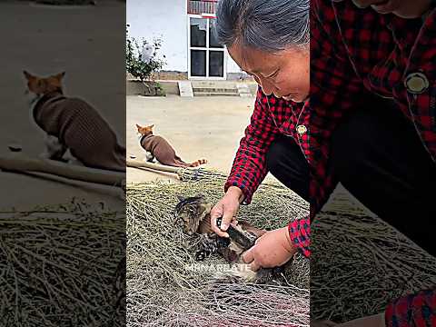 The owner protects the cats from cold #shorts #catlovers