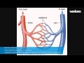 Circulatory and Skeletal Systems Overview