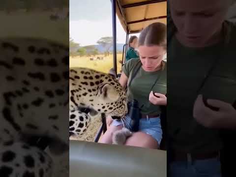 Leopard Approaches Safari Car...π―And Saved the baby cat... π±#cute #animals #kitten