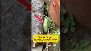 Trái dưa hấu nghị lực nhất năm #haihuoc #shorts