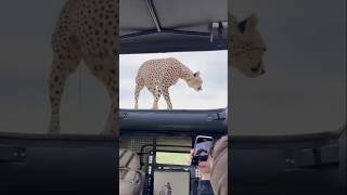 Cheetah jump on Tourist car