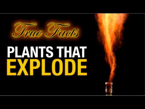True Facts: Plants That Explode