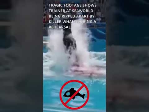 Killer Whale Snaps During Performance 😱