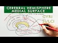 Brain Anatomy and Structures