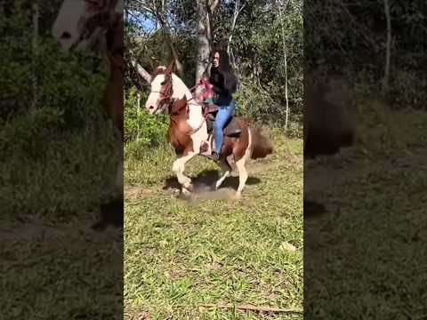 #pecuarista #playvaquejada #cavalo #cavalos #cavalgada #marchadores #vaquejada #horse #agro #fazenda