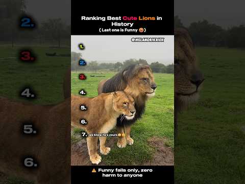 Ranking Best Cute Lion in History