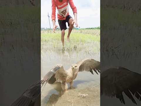 Sibocil mau menangkap burung Elang #eagles #birds #animals
