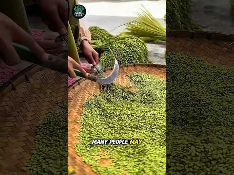 China’s Secret Rice: The Rare ‘Benmi’ Harvest You’ve Never Seen Before! #trending #viral