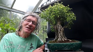 Pruning My FrankenFicus, The Bonsai Zone, Aug 2025