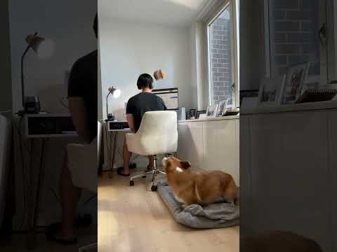 “Let me think this through” BOINK #corgi #dogs #funny #corgifun