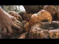Porang Flour and Its Uses