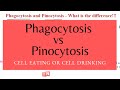 Endocytosis and Phagocytosis Concepts