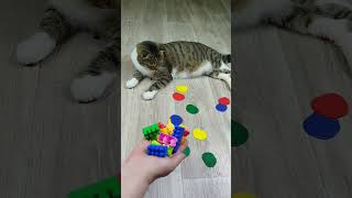 Funny Cat Barsik ❤ Beads Cubes 🌈 Satisfying reverse video