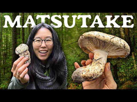 Foraging MATSUTAKE MUSHROOMS 🍄‍🟫 Hunt & Cook: We find CHANTERELLES too!