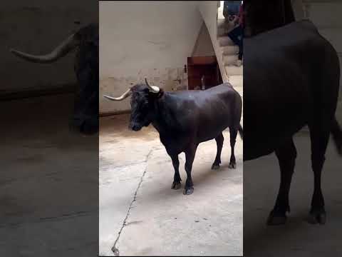 LA VACA SE CUELA DENTRO DE UNA CASA EN LOS TOROS🐄🐂 ALGEMESI TAURINA💙❤️💛 #trending #shorts #foryou