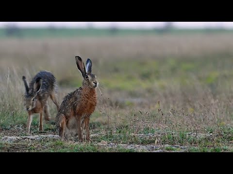 Two hares after the rain