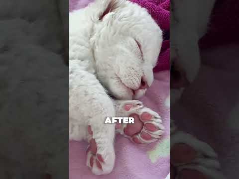 You shouldn't miss the ending 🥺♥️ #animals #story #wholesome
