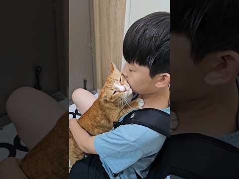 오늘은 박력있는 고양이 세수 #개냥이 #고양이애교 #cat