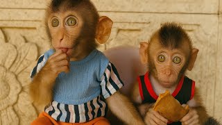 You’ll Forget They’re Monkeys After Watching THIS! 🐒❤️