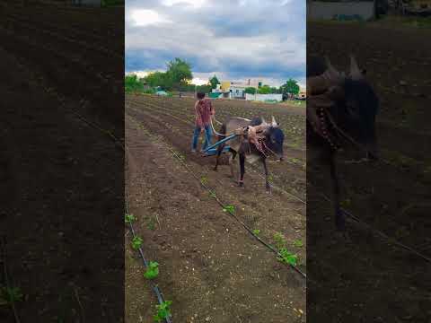 How a Straw Can Save Your Farm