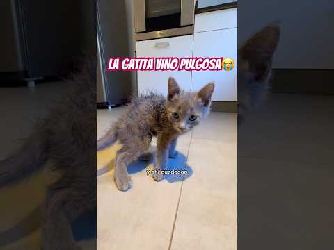 Vino pulgosa la gatita😭