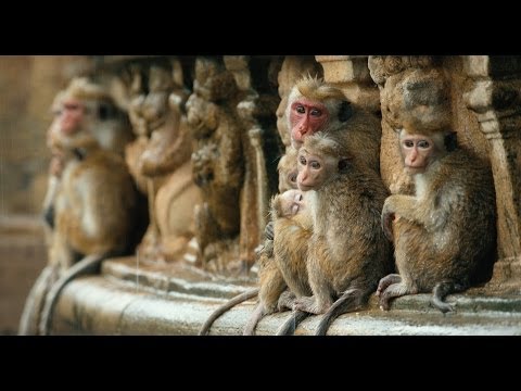 Disneynature's Monkey Kingdom - Official Trailer