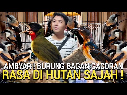 PASAR BURUNG ! KIOS RASA HUTAN TERKENAL MURAH DI PASAR BURUNG PRAMUKA HARI INI KIOS SIGIT